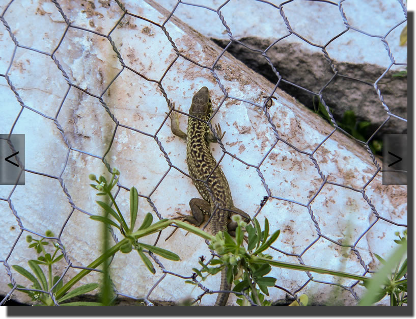 lacerta trilineata